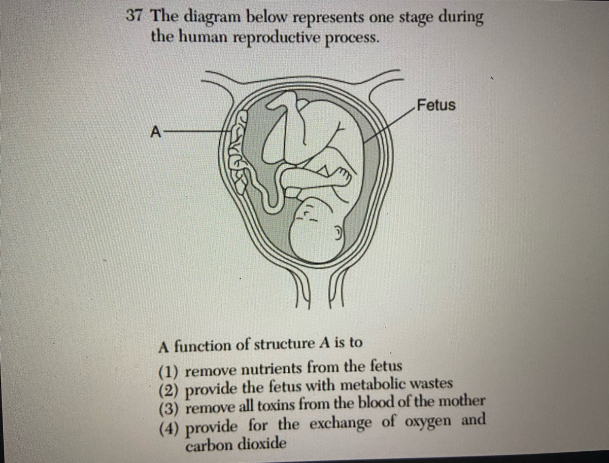 fetus diagram