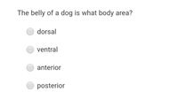 The belly of a dog is what body area?
dorsal
ventral
anterior
posterior
