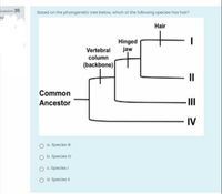 Answered: Based on the phylogenetic tree below,… | bartleby