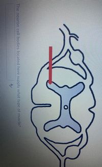 The neuron cell bodies located here supply what type of muscle?
