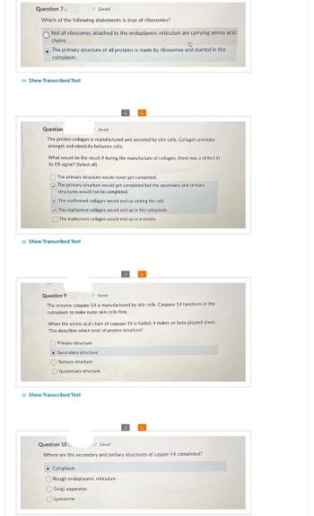 Question 7
Which of the following statements is true of ribosomes?
Not all ribosomes attached to the endoplasmic reticulum are carrying amino acid
chains.
6
●
The primary structure of all proteins is made by ribosomes and started in the
cytoplasm.
Show Transcribed Text
/ Saved
Question
The protein collagen is manufactured and secreted by skin cells. Collagen provides
strength and elasticity between cells.
Show Transcribed Text
What would be the result if during the manufacture of collagen, there was a defect in
its ER signal? (Select all)
Saved
The primary structure would never get completed.
The primary structure would get completed but the secondary and tertiary
structures would not be completed.
The malformed collagen would end up exiting the cell.
The malformed collagen would end up in the cytoplasm.
The malformed collagen would end up in a vesicle.
Show Transcribed Text
C
Question 9
✓ Saved
The enzyme caspase-14 is manufactured by skin cells. Caspase-14 functions in the
cytoplasm to make outer skin cells firm.
Primary structure
Secondary structure
Tertiary structure
Quaternary structure
When the amino acid chain of caspase-14 is folded, it makes an beta-pleated sheet.
This describes which level of protein structure?
OCytoplasm
5
Rough endoplasmic reticulum
Golgi apparatus
Lysosome
Question 10.
✓ Saved
Where are the secondary and tertiary structures of caspse-14 completed?
Ć