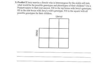 5. Predict If Jerry marries a female who is heterozygous for the sickle cell trait,
what would be the possible genotypes and phenotypes of their children? Use a
Punnett square to find your answer. Fill in the top boxes with Jerry's genotype;
fill in the side boxes with Jerry's wife's genotype. Fill in the square with all
possible genotypes for their children.
(Jerry)
(Wife)