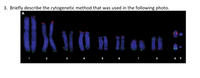 3. Briefly describe the cytogenetic method that was used in the following photo.
A
2
3
5
6
8
X Y
