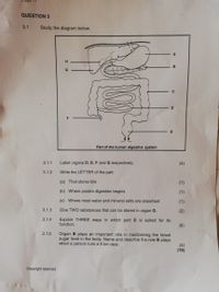 QUESTION 3
3.1
Study the diagram below.
H
G
Part of the human digestive system
3.1.1
Label organs D, E, F and G respectively.
(4)
3.1.2
Write the LETTER of the part:
(a) That stores bile
(1)
(b) Where protein digestion begins
(1)
(c) Where most water and mineral salts are absorbed
(1)
3.1.3
Give TWO substances that can be stored in organ G.
(2)
3.1.4
Explain THREE ways in which part D is suited for its
function.
(6)
3.1.5
Organ B plays an important role in maintaining the blood
sugar level in the body. Name and describe the role B plays
when a person runs a 5 km race.
(4)
(19)
Copyright reserved
