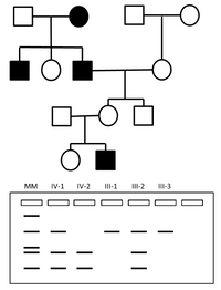 MM
IV-1
IV-2
III-1
III-2
II-3
