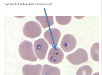 To which of the 5 clades do these organisms belong?