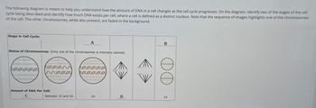 The following diagram is meant to help you understand how the amount of DNA in a cell changes as the cell cycle progresses. On the diagram, identify two of the stages of the cell
cycle being described and identify how much DNA exists per cell, where a cell is defined as a distinct nucleus. Note that the sequence of images highlights one of the chromosomes
of the cell. The other chromosomes, while also present, are faded in the background.
Stage in Cell Cycle:
A
Status of Chromosomes: (Only one of the chromosomes is intensely colored)
NANA
INNNNNNN
wwwww
wwwNYA
wwwww
WXXXX
VANNNNNN
www
Amount of DNA Per Cell:
C
NNNNA
NNNNNN
WWXXXXX
NNNNNNE
WNNNN
www
B
NNNNN
Between 1X and 2X
2X
D
1X