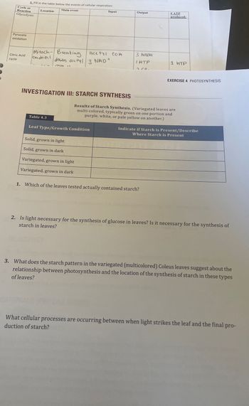 Input
Output
1. Fill in the table below the events of cellular respiration:
Cycle or
Reaction
Glycolysis
Location
Main event
Pyruvate
oxidation
ATP
produced:
Acetyl CoA
3 NADH
I ATP
1 ATP
Mitoch-Breaking
Citric Acid
cycle
ondrial
down acctyl 3 NAD
rab
2.co.
EXERCISE 4 PHOTOSYNTHESIS
INVESTIGATION III: STARCH SYNTHESIS
Table 4.3
Results of Starch Synthesis. (Variegated leaves are
multi-colored, typically green on one portion and
purple, white, or pale yellow on another.)
Leaf Type/Growth Condition
Solid, grown in light
Indicate if Starch is Present/Describe
Where Starch is Present
Solid, grown in dark
Variegated, grown in light
Variegated, grown in dark
1. Which of the leaves tested actually contained starch?
2. Is light necessary for the synthesis of glucose in leaves? Is it necessary for the synthesis of
starch in leaves?
3. What does the starch pattern in the variegated (multicolored) Coleus leaves suggest about the
relationship between photosynthesis and the location of the synthesis of starch in these types
of leaves?
What cellular processes are occurring between when light strikes the leaf and the final pro-
duction of starch?