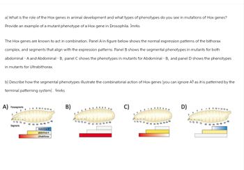 a) What is the role of the Hox genes in animal development and what types of phenotypes do you see in mutations of Hox genes?
Provide an example of a mutant phenotype of a Hox gene in Drosophila. 3mrks
The Hox genes are known to act in combination. Panel A in figure below shows the normal expression patterns of the bithorax
complex, and segments that align with the expression patterns. Panel B shows the segmental phenotypes in mutants for both
abdominal - A and Abdominal - B, panel C shows the phenotypes in mutants for Abdominal - B, and panel D shows the phenotypes
in mutants for Ultrabithorax.
b) Describe how the segmental phenotypes illustrate the combinatorial action of Hox genes (you can ignore A9 as it is patterned by the
terminal patterning system). 4mrks
A) Parasegments
11 12 13 14
B)
D)
10 11 12 13 14
Segments
A2 A3 A4 A5
Abdominal-B
abdominal-A
Ultrabithorax
T1 12 13 A1
11 12 12 12 A2 A3 A4 A