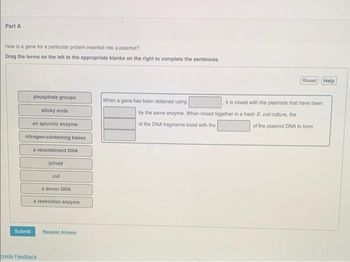 Part A
How is a gene for a particular protein inserted into a plasmid?
Drag the terms on the left to the appropriate blanks on the right to complete the sentences.
phosphate groups
sticky ends
an apurinic enzyme
nitrogen-containing bases
a recombinant DNA
joined
Submit
cut
ovide Feedback
a donor DNA
a restriction enzyme
Request Answer
When a gene has been obtained using
Reset Help
it is mixed with the plasmids that have been
by the same enzyme. When mixed together in a fresh E. coli culture, the
of the DNA fragments bond with the
of the plasmid DNA to form