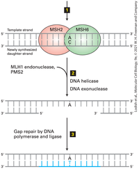 1
MSH2
MSH6
Template strand
5'
A
3'
Newly synthesized
daughter strand
MLH1 endonuclease,
PMS2
2
DNA helicase
DNA exonuclease
5'
3'
5'
3'
Gap repair by DNA
polymerase and ligase
3
5'
3'
A
|IT|||
3'
5'
31
Lodish et al., Molecular Cell Biology, 9e, © 2021 W. H. Freeman and Company
31
