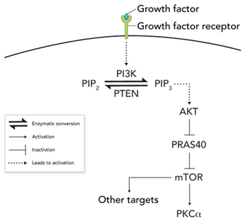 11T1
Growth factor
Growth factor receptor
РІЗК
PIP2
PIP..
PTEN
Enzymatic conversion
Activation
Inactivtion
►Leads to activation
AKT
PRAS40
mTOR
Other targets
PKCα