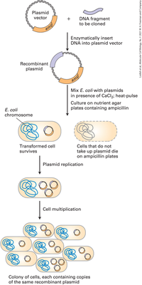 Plasmid
vector
DNA fragment
to be cloned
+
amp
Enzymatically insert
DNA into plasmid vector
Recombinant
plasmid
amp
Mix E. coli with plasmids
in presence of CaCl2; heat-pulse
Culture on nutrient agar
plates containing ampicillin
Е. coli
chromosome
Transformed cell
survives
Cells that do not
take up plasmid die
on ampicillin plates
Plasmid replication
Cell multiplication
Colony of cells, each containing copies
of the same recombinant plasmid
Lodish et al., Molecular Cell Biology, 9e, © 2021 W. H. Freeman and Company
