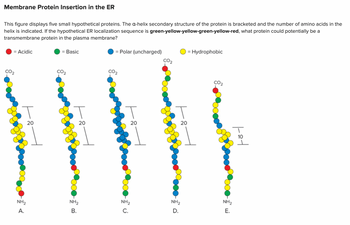 Membrane Protein Insertion in the ER
This figure displays five small hypothetical proteins. The a-helix secondary structure of the protein is bracketed and the number of amino acids in the
helix is indicated. If the hypothetical ER localization sequence is green-yellow-yellow-green-yellow-red, what protein could potentially be a
transmembrane protein in the plasma membrane?
= Acidic
= Basic
= Polar (uncharged)
O = Hydrophobic
CO₂
T
20
CO2
T
20
NH₂
A.
T
20
NH₂
B.
NH₂
C.
T
20
NH₂
D.
NH₂
E.
tot
10