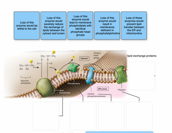 Answered: Loss of this enzyme would be lethal to… | bartleby