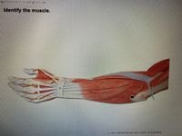 Identify the muscle.
LI MIL: Deluxe Muscular Anm, 6 part, 38 Sclentific
