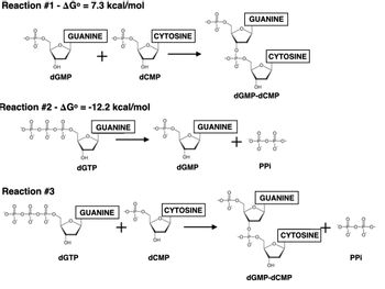 Reaction #1 - AG° = 7.3 kcal/mol
GUANINE
OH
dGMP
Reaction #3
ofofofo
Reaction #2 - AG° = -12.2 kcal/mol
ofofa
OH
+
dGTP
GUANINE
OH
dGTP
GUANINE
CYTOSINE
OH
dCMP
OH
dCMP
GUANINE
OH
dGMP
CYTOSINE
0=4-0
GUANINE
CYTOSINE
OH
dGMP-dCMP
+ ofofo
PPi
GUANINE
CYTOSINE
OH
dGMP-dCMP
ofofo
PPi