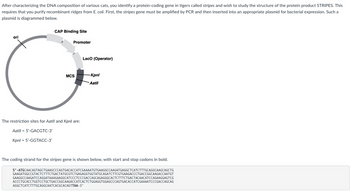 After characterizing the DNA composition of various cats, you identify a protein-coding gene in tigers called stripes and wish to study the structure of the protein product STRIPES. This
requires that you purify recombinant ridges from E. coli. First, the stripes gene must be amplified by PCR and then inserted into an appropriate plasmid for bacterial expression. Such a
plasmid is diagrammed below.
ori
CAP Binding Site
Promoter
MCS
The restriction sites for Aatll and Kpnl are:
Aatll 5'-GACGTC-3'
Kpnl = 5'-GGTACC-3'
Laco (Operator)
-Kpnl
Aatll
The coding strand for the stripes gene is shown below, with start and stop codons in bold.
5'-ATGCAACAGTAGCTGAAGCCCAGTGACACCATCGAAAATGTGAAGGCCAAGATGAGGCTCATCTTTGCAGGCAAGCAGCTG
GAAGATGGCCGTACTCTTTCTGACTATGCGTCTGAGAGGTGGTATGCAGATCTTCGTGAAGACCCTGACCGGCAAGACCAATGT
GAAGGCCAAGATCCAGGATAAAGAAGGCATCCCTCCCGACCAGCAGAGGGCACTCTTTCTGACTACAACATCCAGAAGGAGTCG
ACCCTGCACCTGGTCCTGCTGACCGGCAAGACCATCACTCTGGAGGTGGAGCCCAGTGACACCATCGAAAATCCCGACCAGCAG
AGGCTCATCTTTGCAGGCAATCACGCACAGTTAA-3'