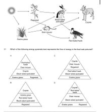 Answered: Ragweed Black-tailed jackrabbit Coyote… | bartleby