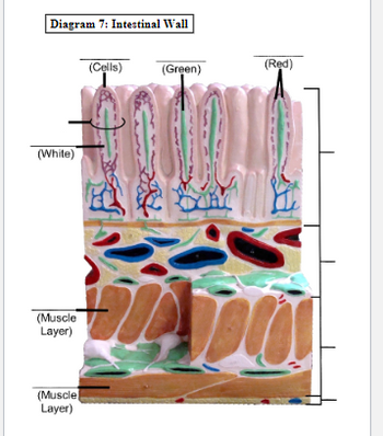 Answered: Diagram 7: Intestinal Wall (White)… | bartleby