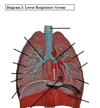 Answered: Diagram 3: Lower Respiratory System 