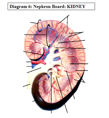 Diagram 6: Nephron Board: KIDNEY