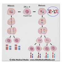 Mitosis
Meiosis
2N = 4
Parent Cell
© Alila Medical Media - www.AlilaMedicalMedia.com
