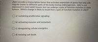 Zeb1 encodes a transcription factor that activates expression of genes that help cells
migrate (move to different parts of the body) during embryogenesis. Zeb1 is not
expressed in most adult tissues, but can undergo a gain of function mutation in some
tumors. Which change is likely to result from a gain of function mutation in Zeb1?
a) sustaining proliferative signalling
b) activating invasion and metastasis
O c) deregulating cellular energetics
O d) resisting cell death
