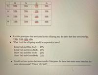 TB
Tb
tB
tb
tb
TtBb
Ttbb
ttBb
ttbb
tb
TtBb
Ttbb
ttBb
ttbb
tb
TtBb
Ttbb
ttBb
ttbb
ww.
tb
TtBb
Ttbb
ttBb
ttbb
• List the genotypes that are found in the offspring and the ratio that they are found in:
TIBB. Tibb, ttBb., ttbb
What % of the offspring would be expected to have?
Long Tail and Blue Body
Long Tail and Green Body 25%
Short Tail and Blue Body
Short Tail and Green Body 25%
25%
25%
Would we have gotten the same results if the genes for these two traits were found on the
same chromosome? Why or why not?
