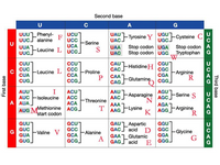 Second base
U
A
G
UUU Phenyl-
UUCJ alanine
UCU]
UCC
UAU
UAC.
UGUT
UGCJ
-Tyrosine Y
-Cysteine C
FSerine
UUA
UUG.
UCA
UCCJ
UAA Stop codon UGA
UAG Stop codon UG Tryptophan G
Stop codon A
-Leucine L
CUU
CUC
CAU
Ccu]
CC
CCA
cc]
CGU
cac
CGA
-Histidi
FLeucine L
Arginine
R
-Proline
CUA
P
CAGFGlutamine cGa
CUG_
AUU
AUC
I
ACU
ACC
ACA
AACFAsparagine
AAA
T
AGU7
AGCFSerine S
'N.
AGA
-Isoleucine
-Threonine
A AUA
AUG MMethionine ACG
start codon
AAGFLysine
K
AGGFArginine
K
R.
G
GUUT
GUC
G
GUA
GCU]
GC
GCA
GAULAspartic
GAC acid D
GAAL
acid E
GGU
GGC
GGA
-Valine V
-Alanine
Glycine
A
GUG
A.
GAG FGlutamie
GG.
G
G
Third base
oseg j
