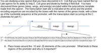 You are studying a new operon that you have discovered in E. Coli that you have named the Up
Late operon for its ability to help E. Coli grow and divide by feeding it Red Bull. You have
discovered three genes (sleep, wings, and energy) encoded within the polycistronic template
made from the operon. The transcription start site is indicated at the arrow and the protein
encoding sequences are encoded by the boxes with the names of the genes inside, with a blow
up of the nucleotide sequence at the promoter, with the transcription start occurring at the C.
(Asterisks for part F)
sleep
wings
energy
5'-тстTGACАСАТСAGGCTAGCATTATAAAGсCGGCTAGCTAGCATGCAAAGCСТАССТТ-3'
3' -ACAACTGTGTAGTCCGATCGTAATATTTCGGCCGATCGATCGTACGTTTCGGATGCAA-5'
A. Place boxes around the -10 and -35 elements of the core promoter. What binds to these
regions of the promoter and why is it important?
