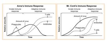 Relative amounts
Innate immune
response
Anne's Immune Response
Adaptive immune
response
T cells
Amount of virus
Phagocytes
Antibodies
Time
Relative amounts
Mr. Conti's Immune Response
Innate immune
response
Amount of virus
Adaptive immune
response
Antibodies
Phagocytes
T cells
Time