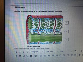 QUESTION 27
Label the structures marked A, B, C and explain the role of structure A.
W
plasma membrane
For the toolbar, press ALT+F10 (PC) or ALT+FN+F10 (Mac).
BIUS
☐
Paragraph
Π " ΩΘΗ
Β
Open Sans, a...
10pt
EE