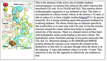 A
CH
MMOB
MMOH
W308-Tunnel
Diiron cluster
PDB:6YDI
This is the structure of the active site of soluble methane
monooxygenase, an enzyme that catalyzes the redox reaction that
transforms CH4 and O₂ to CH3OH and H₂O. This reaction allows
methanotrophic organisms to use methanol as fuel. The redox is
accomplished at a diiron cluster, which, in the ferrous (+2) state, is
able to reduce O₂ to form a highly oxidized diiron(IV) (+4) species
termed Q. Q is a strong oxidizing agent able generate methanol by
oxidizing methane. The diiron cluster has no inherent specificity
that would allow is to react only with CH4 and O₂ but the enzyme
structure around the cluster shown here helps to explain the
selectivity of the enzyme. There is a channel shown in blue lined
with hydrophobic amino acids leading to the active diiron. The
hydrophobic nature facilitates passage of non-polar molecules like
CH4 and O₂. Structural changes in the MMOB and MMOH
proteins during the reaction cycle constrict the channel at the
dashed box so that only O₂ can pass through when the diiron is in
the reducing +2 state and methane when it is in the +4 state. This
selectivity is key for the organism to effectively use methane as
fuel.