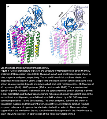 A
B
172
spmoB
265
spmoBd2
spmoBd1
See this image and copyright information in PMC
Figure 1 Overall architecture of pMMO. (A) Structure of Methylocystis sp. strain M pMMO
protomer (PDB accession code 3RGR). The pmoB, pmoA, and pmoC subunits are shown in
blue, magenta, and green, respectively. The N- and C-termini of pmoB are labeled. An
exogenous helix is shown in yellow. Copper ions are shown as cyan spheres and a zinc ion is
shown as a gray sphere. Ligands are shown as ball-and-stick representations. (B) Structure of
M. capsulatus (Bath) pMMO protomer (PDB accession code 3RGB). The amino terminal
domain of pmoB (spmoBd1) is shown in blue, the carboxy terminal domain of pmoB is shown
in gray (spmoBd2), and the two transmembrane helices are shown in transparent blue. In the
recombinant spmoB protein, spmoBd1 and spmoBd2 are linked by a GKLGGG sequence
connecting residues 172 and 265 (labeled). The pmoA and pmoC subunits are shown in
transparent magenta and transparent green, respectively. A hydrophilic patch of residues
proposed to house a tricopper active site is denoted with an asterisk. The mononuclear
copper site at the interface of the two spmoB domains is not present in the Methylocystis sp.
strain M pMMO structure. [A color version of this figure is available online.]