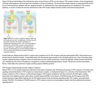 **TNF Receptor Signaling and Pathways**

**Overview:**

Figure 8.50 illustrates the role of the small protein tumor necrosis factor-α (TNF-α) in regulating both cell death (apoptosis) and cell survival. Upon binding to the trimeric TNF receptor, TNF-α can trigger programmed cell death while simultaneously activating a cell survival pathway. The balance between these pathways is influenced by downstream signaling proteins, which encompass both pro-apoptotic and anti-apoptotic proteins. Understanding this balance requires an examination of the TNF receptor adaptor proteins and their downstream targets.

**Diagram Explanation:**

- **Diagram Title:** Figure 8.50
- **Content:** The diagram portrays TNF receptor signaling involving cell death and survival pathways. 

  - **Left Side (Cell A):** 
    - Shows a high level of pro-apoptotic proteins leading to apoptosis.
    - Pathway indicated by red arrows, labeled as the proteolytic cascade.

  - **Right Side (Cell B):**
    - Shows a low level of pro-apoptotic proteins and a high level of anti-apoptotic proteins that result in cell survival.
    - Pathway indicated by blue arrows, labeled as the phosphorylation cascade.

**Detailed Explanation:**

- **Adaptor Proteins and Death Domains:**
  Adaptor proteins interact with a domain in the TNF receptor’s cytoplasmic tail known as the death domain (DD), which is crucial for protein–protein interactions.

- **Cell Death Pathway:**
  Triggered by cysteine–aspartate proteases (caspases), leading to a proteolytic cascade that degrades cellular proteins and induces cell death.

- **Cell Survival Pathway:**
  Regulated by kinase-mediated phosphorylation, activating transcription factors that express genes encoding proteins inhibiting apoptosis.

**TNF Receptors and Cytosolic Adaptor Complexes:**

- **Human TNF-α:** 
  This protein is a 212-amino-acid molecule secreted by immune cells. Its proteolytic processing results in a 185-amino-acid signal that binds to TNF receptors to form a homotrimeric complex.

- **Activation Process:**
  - TNF-α binding induces conformational changes in the TNF receptor’s cytoplasmic tails, modifying the DD region.
  - This results in the dissociation of the inhibitory protein, silence of death domain (