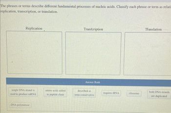 The phrases or terms describe different fundamental processes of nucleic acids. Classify each phrase or term as relati
replication, transcription, or translation.
Replication
single DNA strand is
used to produce mRNA
DNA polymerase
amino acids added
to peptide chain
Transcription
Answer Bank
described as
semi-conservative
requires tRNA
ribosome
Translation
both DNA strands
are duplicated