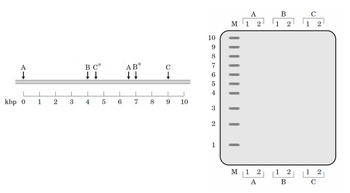 A
kbp 0
1 2
3
BI
B C
↓↓↓
*
4
5
6
AB*
↓↓
7
1
8
C
↓
9 10
10
9987654
3
2
1
M
A
1 2
M 1 2
A
1
1
B
B
2
2
1
1
C
C
2
2