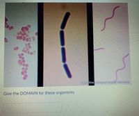 Karelina Bologicel Supply Company
Give the DOMAIN for these organisms
