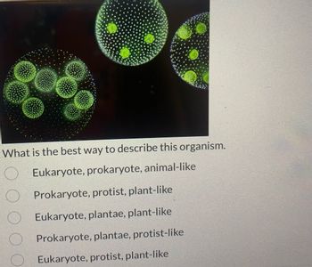 What is the best way to describe this organism.
Eukaryote, prokaryote, animal-like
Prokaryote, protist, plant-like
Eukaryote, plantae, plant-like
Prokaryote, plantae, protist-like
Eukaryote, protist, plant-like