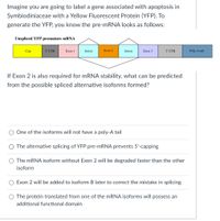 Imagine you are going to label a gene associated with apoptosis in
Symbiodiniaceae with a Yellow Fluorescent Protein (YFP). To
generate the YFP, you know the pre-MRNA looks as follows:
Unspliced YFP premature mRNA
Сap
5' UTR
Exon 1
Intron
Exon 2
Intron
Exon 3
3' UTR
Poly-A tail
If Exon 2 is also required for mRNA stability, what can be predicted
from the possible spliced alternative isoforms formed?
One of the isoforms will not have a poly-A tail
O The alternative splicing of YFP pre-MRNA prevents 5'-capping
The MRNA isoform without Exon 2 will be degraded faster than the other
isoform
Exon 2 will be added to isoform B later to correct the mistake in splicing
The protein translated from one of the mRNA isoforms will possess an
additional functional domain
