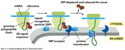 SRP displaced and released for reuse
MRNA ribosome
signal-
recognition
particle (SRP)
CYTOSOL
growing
polypeptide
chain ER signal
sequence
ER LUMEN
SRP receptor
protein"
translocator
Figare 15-14 Eei elBeing hel. ICetard Simue n
