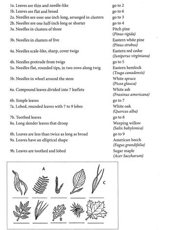 Answered: using the terms for common trees oof… | bartleby