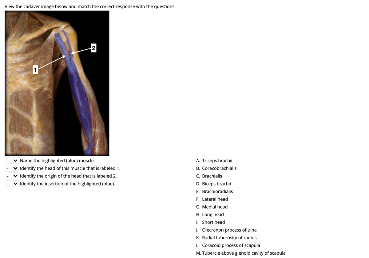 biceps brachii cadaver