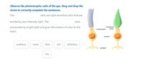 Observe the photoreceptor cells of the eye. Darg and drop the
terms to correctly complete the sentences.
The
cells are light-sensitive cells that are
excited by low-intensity light. The
cells
are excited by bright light and give information of color to the
connecting
cilium
mitochondria
brain.
nucleus
auditory
lens
rod
olfactory
cone
-synapse
iris
