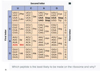 Second letter
A
G
UCU
UCC
UAU.
Tyr
UAC.
UUU1
Phe
UUC.
UUA
UUG.
UGC
Ser
}Leu
UAA Stop UGA Stop
UAG Stop |UGG Trp
UCA
UCG
CAU His
CUU
CỤC
CCU
ССС
ССА
CGU
CGC
Arg
Leu
CÁCS
Pro
CỦA
CUG
CGA
CAAGIN CGG,
Gln
CAG,
CCG J
AAU Asn
ACU
АСC
АСА
AUU
AGU
Ser
AUC }le
A
AUA
AAC.
Thr
А
AGC
AGA
AUG Met | ACG ]
AAG Lys
AG.
GUU
GUC
GCU
GAU1
AAsp
GACS
Ala
GAA
GGU
GGC
GCC
Val
Gly
GGA
G
GUA
GCA
GUG
GCGJ
GAG Glu
GGG
Which peptide is the least likely to be made on the ribosome and why?
а.
Third letter
DUAG 5UAG
DUAG
DUAG
First letter
