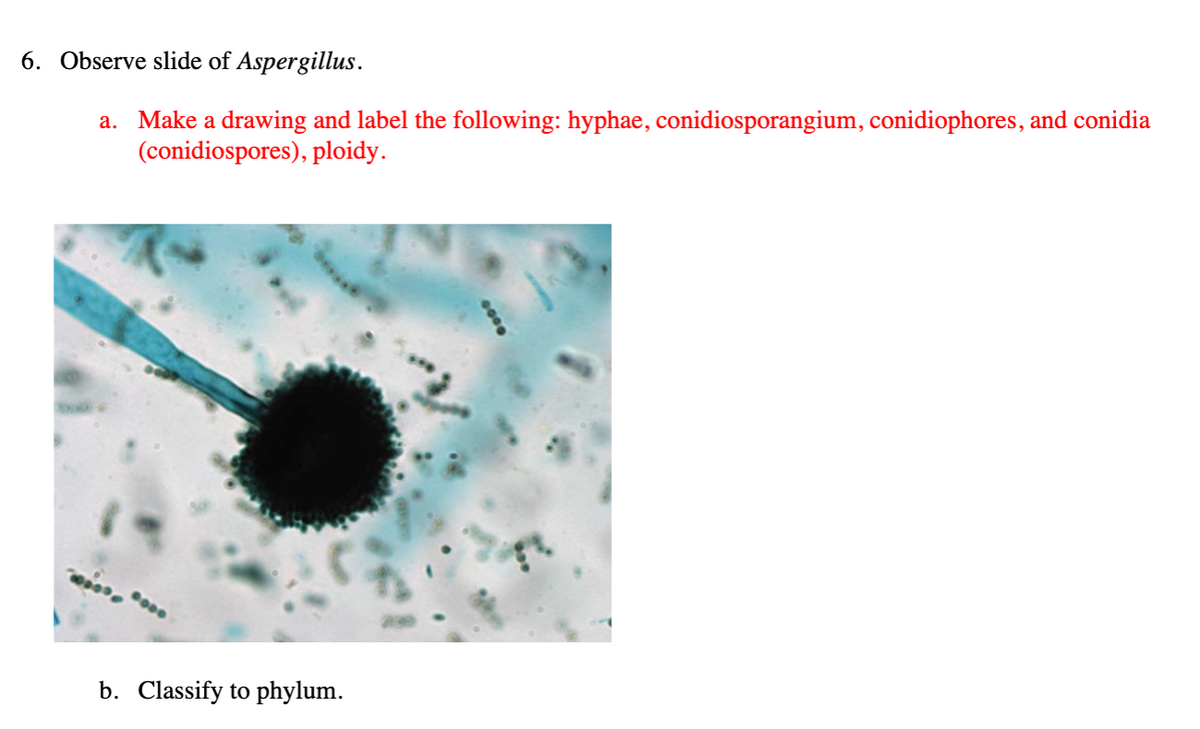 hyphae with conidiospores