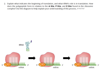 in
2. Explain what indicates the beginning of translation, and what tRNA's role is in translation. How
does the polypeptide form in relation to the A Site, P Site, and E Site found in the ribosome
complex? Use the diagram to help explain your understanding of this process. ✓✓✓✓✓
tRNA
mRNA
3'
5'
mRNA
3'
5'
mRNA
3'