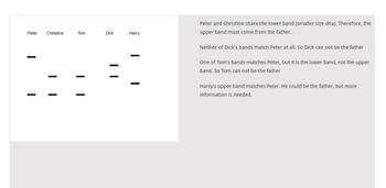 **DNA Band Analysis: Understanding Parentage**

The image displays a DNA banding pattern analysis for five individuals: Peter, Christine, Tom, Dick, and Harry. These bands represent different DNA fragments that can help determine familial relationships.

**Graph Analysis:**

- **Peter**: Two bands visible; one shared with Christine.
- **Christine**: Matches the lower band with Peter.
- **Tom**: Two bands; one matches Christine and Peter's lower band.
- **Dick**: Two bands; neither matches Peter.
- **Harry**: One band matches Peter's upper band.

**Interpretation:**

- **Peter and Christine** share the lower band (indicating smaller-sized DNA). The upper band in Peter must be of paternal origin.
- **Dick**: No matching bands with Peter, excluding him as the potential father.
- **Tom**: Shares the lower band, similar to Christine, but the upper band still requires a different origin. Therefore, Tom is not the father.
- **Harry**: The upper band matches Peter, suggesting Harry could be the father, but additional evidence is required for confirmation.

This analysis helps illustrate the importance of comparing DNA fragments in determining biological relationships.