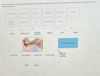 Place the following labels in order indicating the passage of sound waves and their conversion to fluid waves through the ear and
hearing apparatus.
Scala vestibuli
1.
Secondary
tympanic
membrane
7.
Auricle
Oval window
Cochlear duct
Auditory canal
2.
Auditory canal
8.
Scala vestibuli
Zoom
3.
Auricle
Incus
Tympanic
membrane
Cochlear duct
Reset
Tympanic
membrane
Scala tympani
4.
Malleus
Scala tympani
Oval window
5.
Stapes
11.
Incus
Malleus
condary
tympanic
membrane
6.
Stapes
Exit from the cochlea